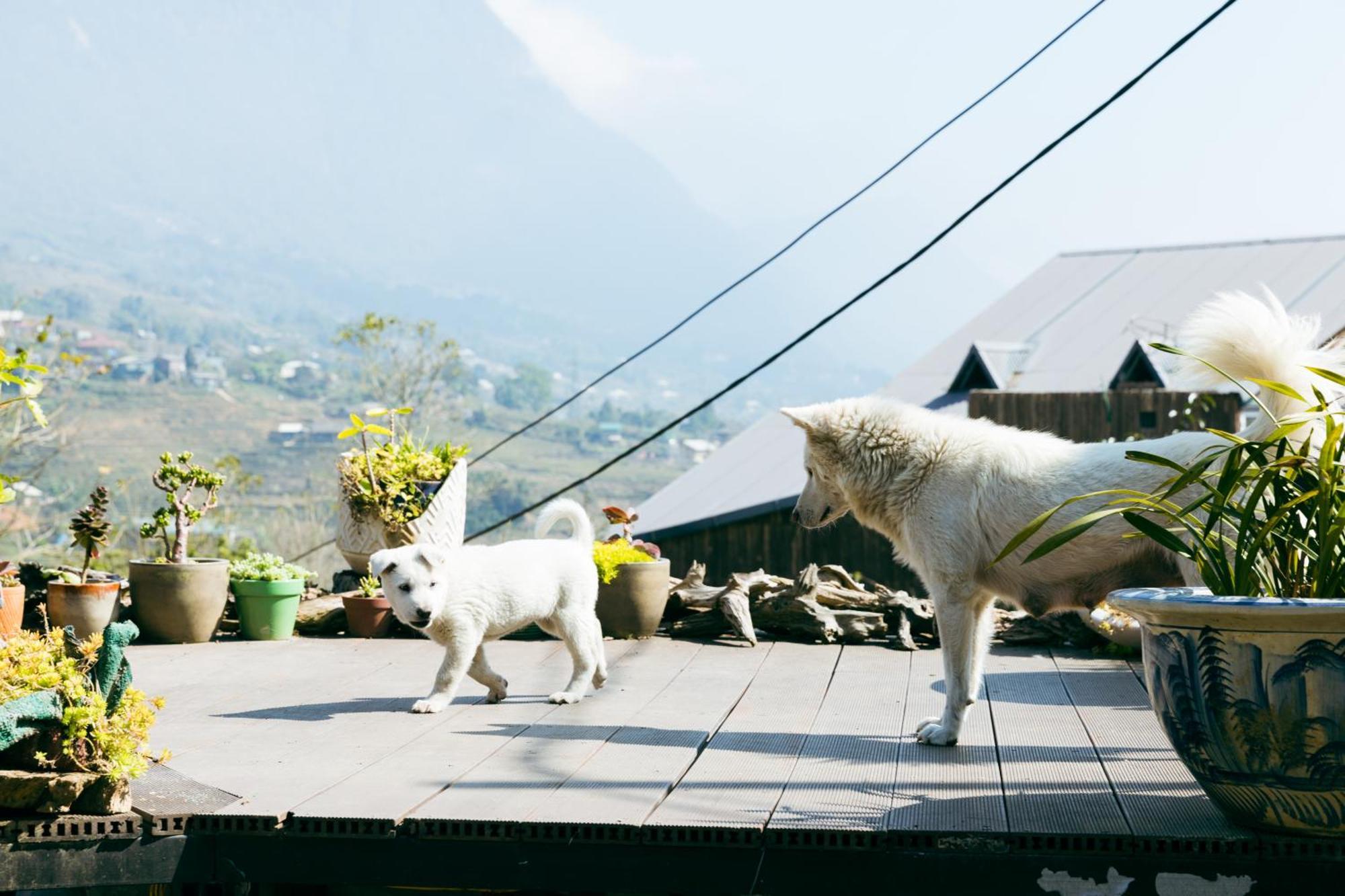 Sapa Plum Eco House Hotel Kültér fotó
